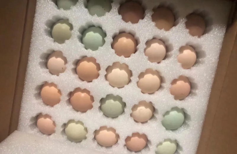粉绿壳土鸡种蛋