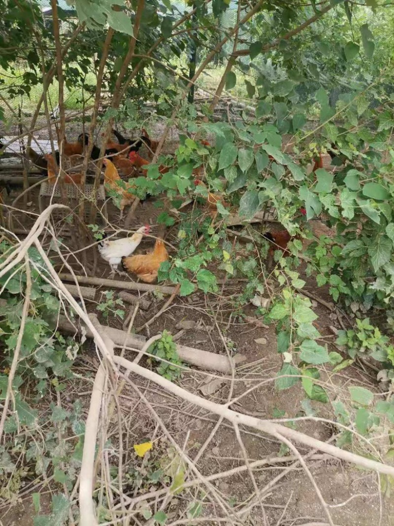粉绿壳土鸡种蛋