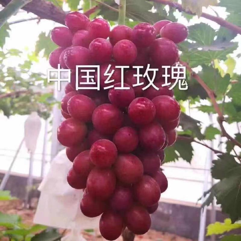 供应新品种中国红玫瑰葡萄苗嫁接苗品质保证欢迎老板电话联系