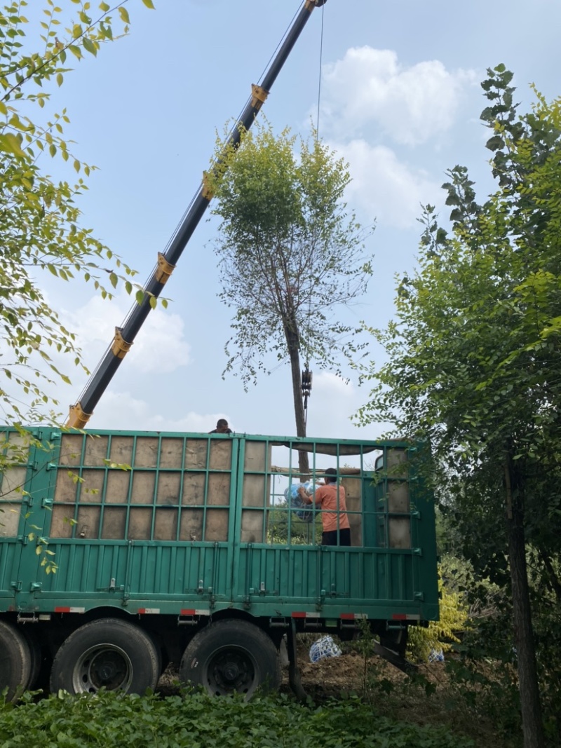 【推荐】河北15公分金叶榆基地直供品质保证诚信经营