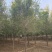 【推荐】河北15公分金叶榆基地直供品质保证诚信经营