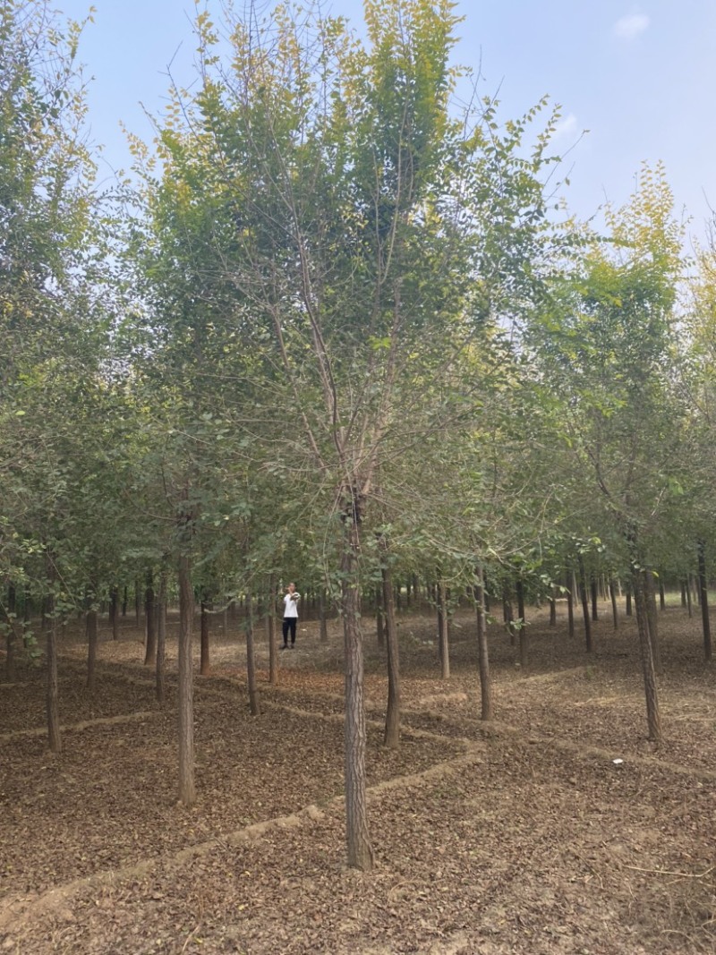 【推荐】河北15公分金叶榆基地直供品质保证诚信经营