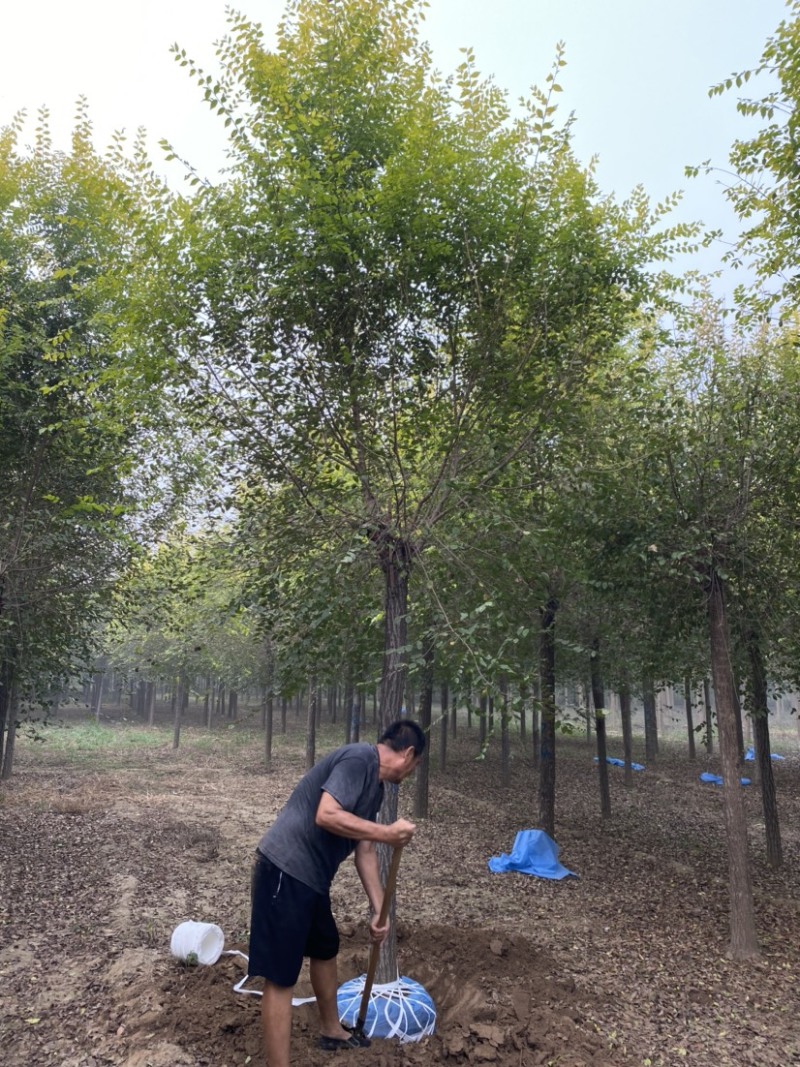 【推荐】河北15公分金叶榆基地直供品质保证诚信经营