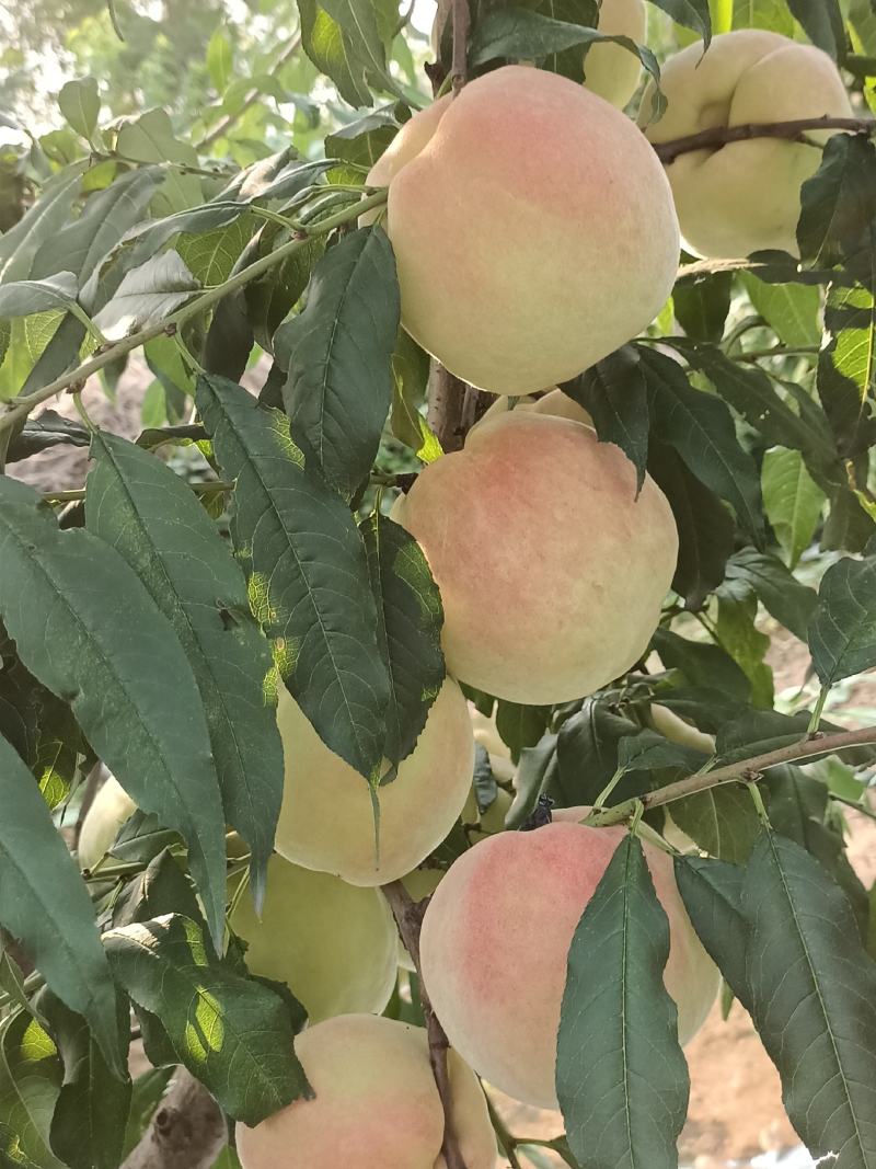 中华寿桃