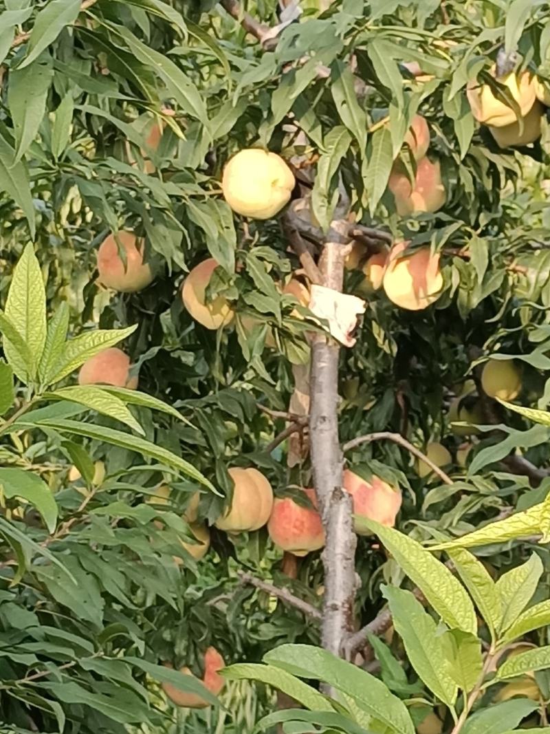中华寿桃