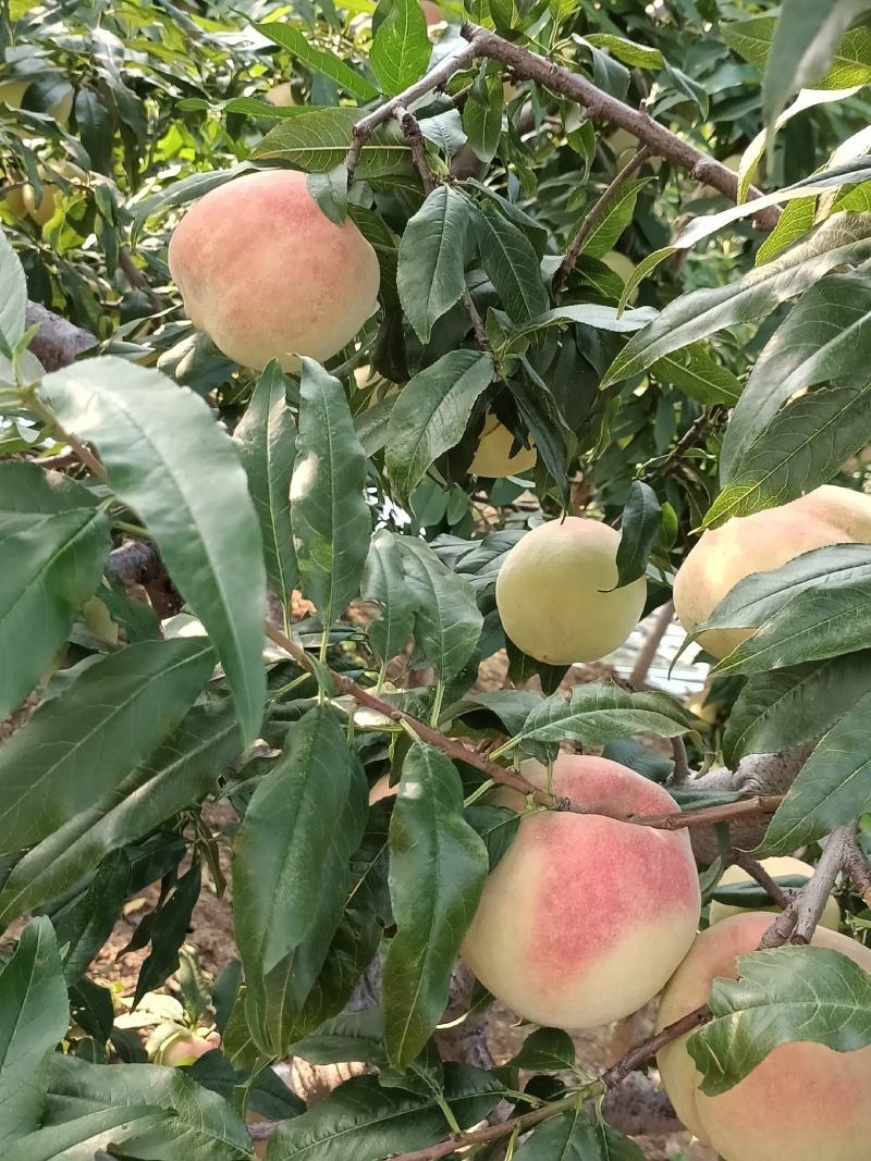 中华寿桃
