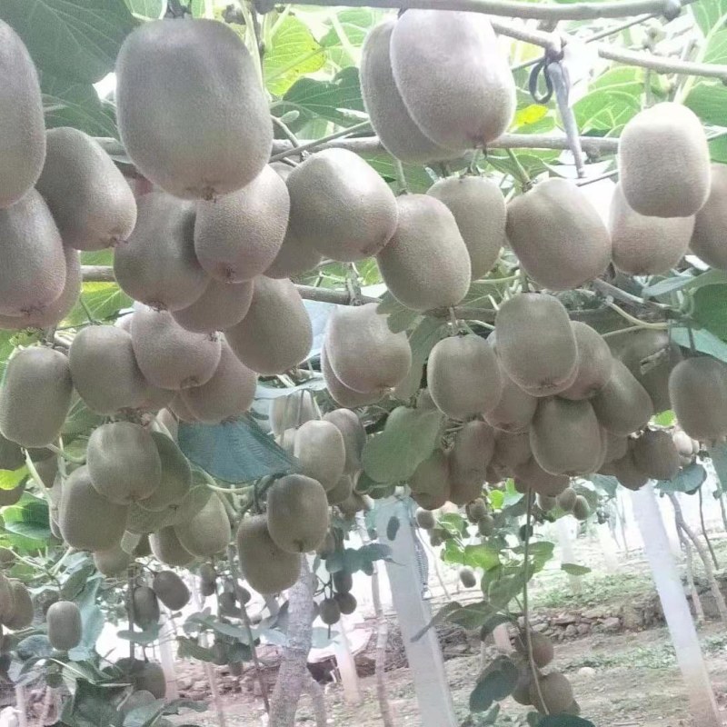 迷糊桃
