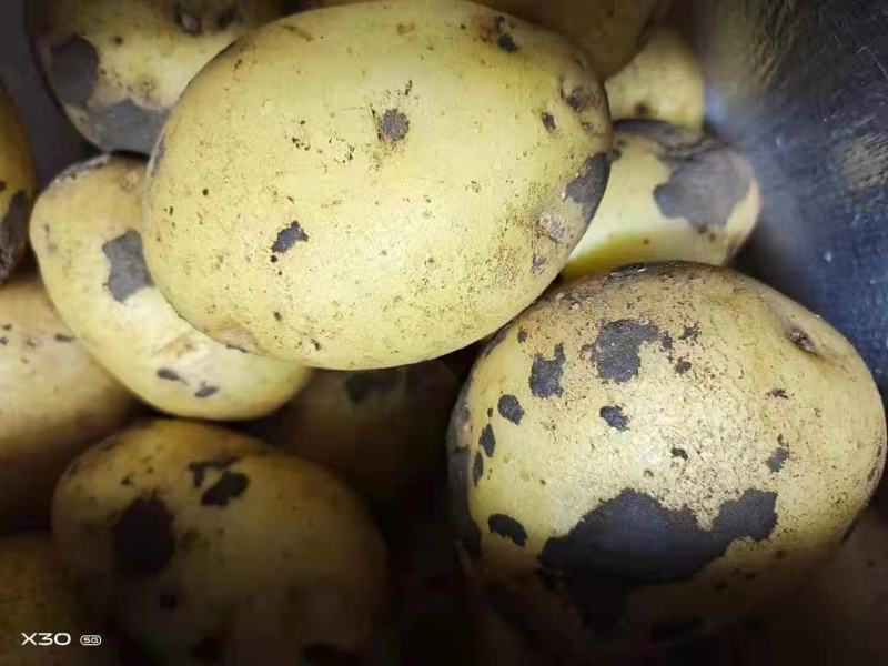 荷兰十五，尤金，黄金薯兴佳中佳华颂等商品种子大量发货！