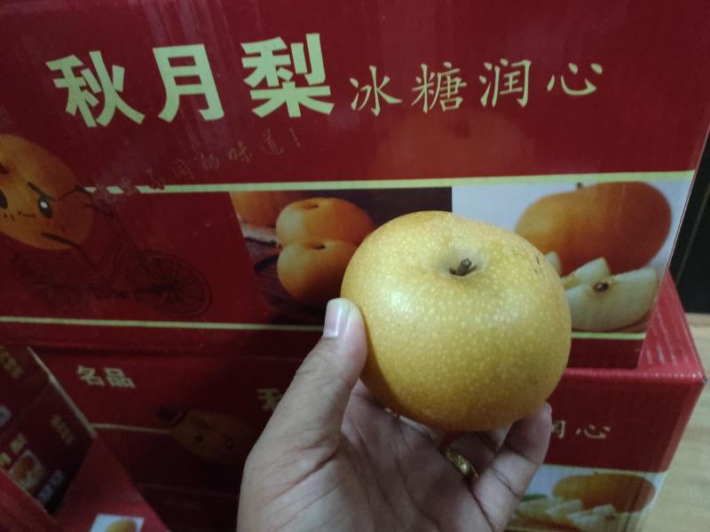 出售秋月梨树苗，质优价廉，自家树苗，诚信经营