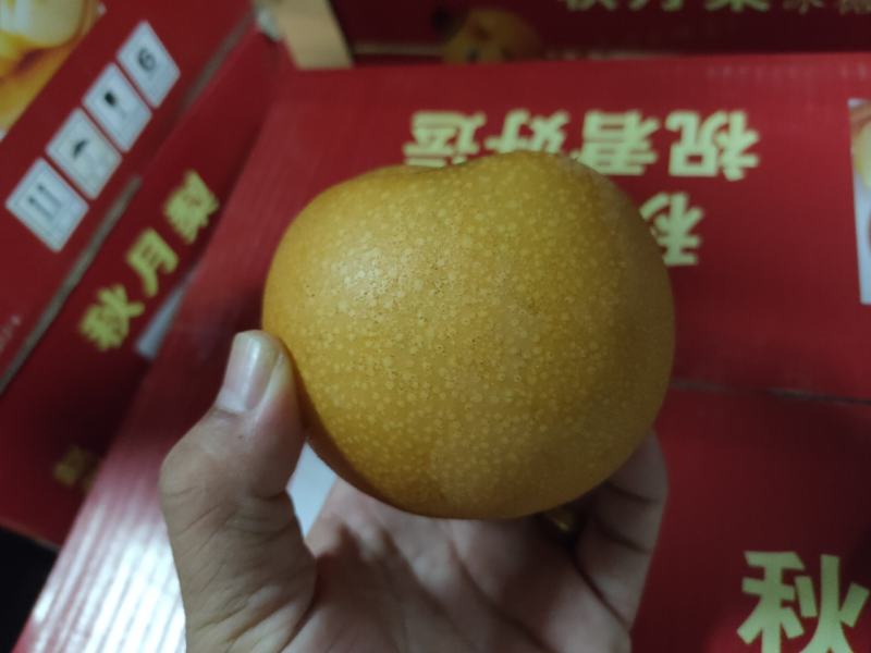 出售秋月梨树苗，质优价廉，自家树苗，诚信经营