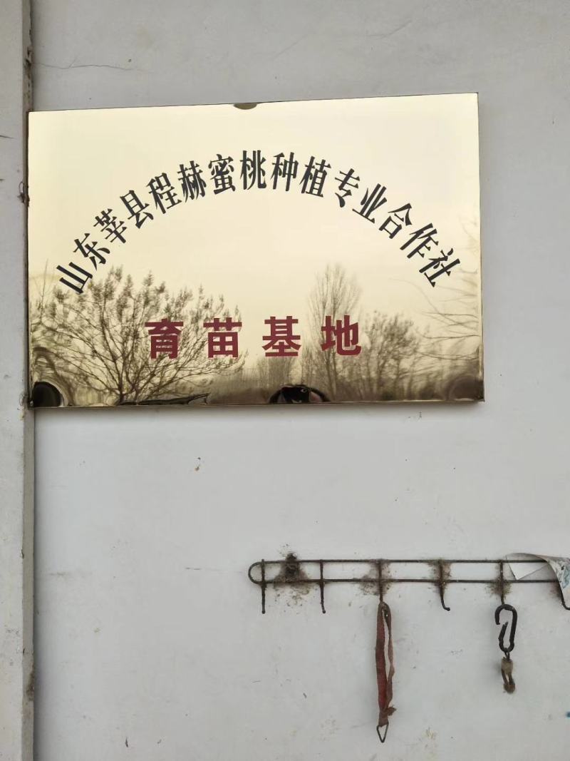 秋黄金桃苗