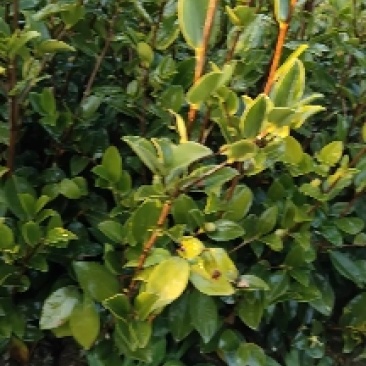 江西茶油果物理压榨江西茶果物理压榨江西存天然压榨山茶果