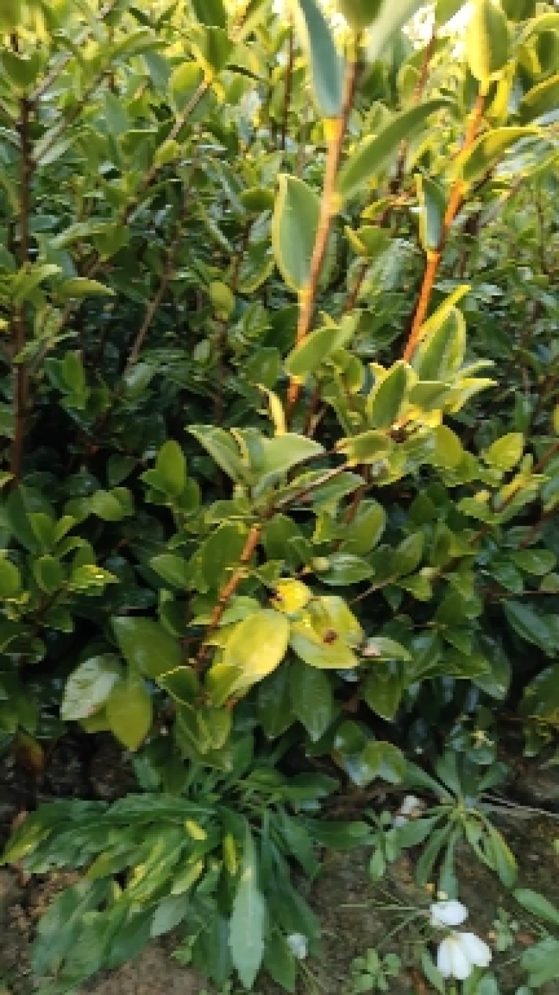 江西茶油果物理压榨江西茶果物理压榨江西存天然压榨山茶果