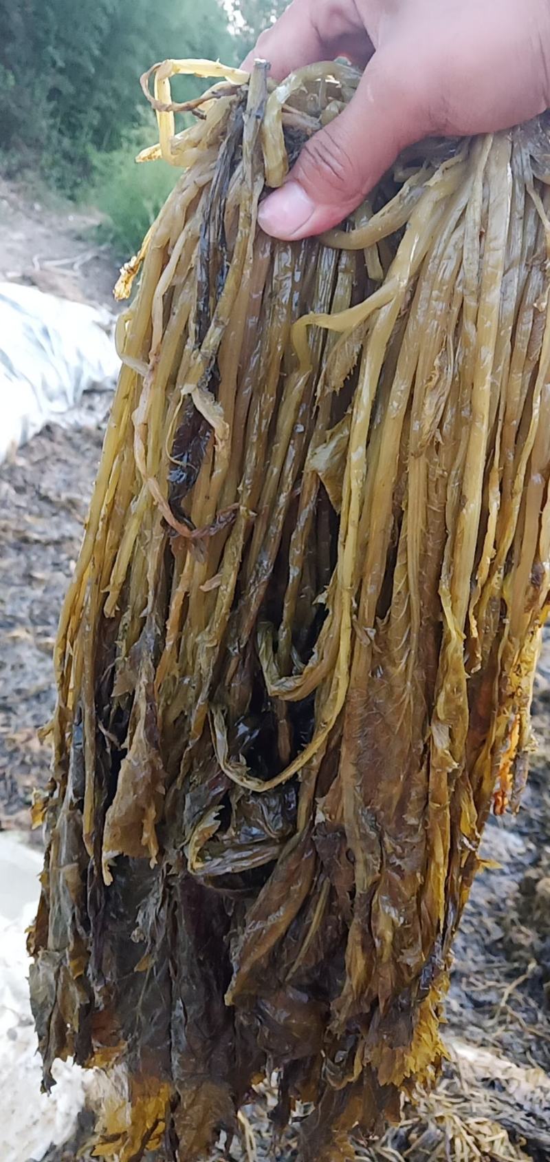 【梅干菜】精品梅干菜大量有货质量保证欢迎采购