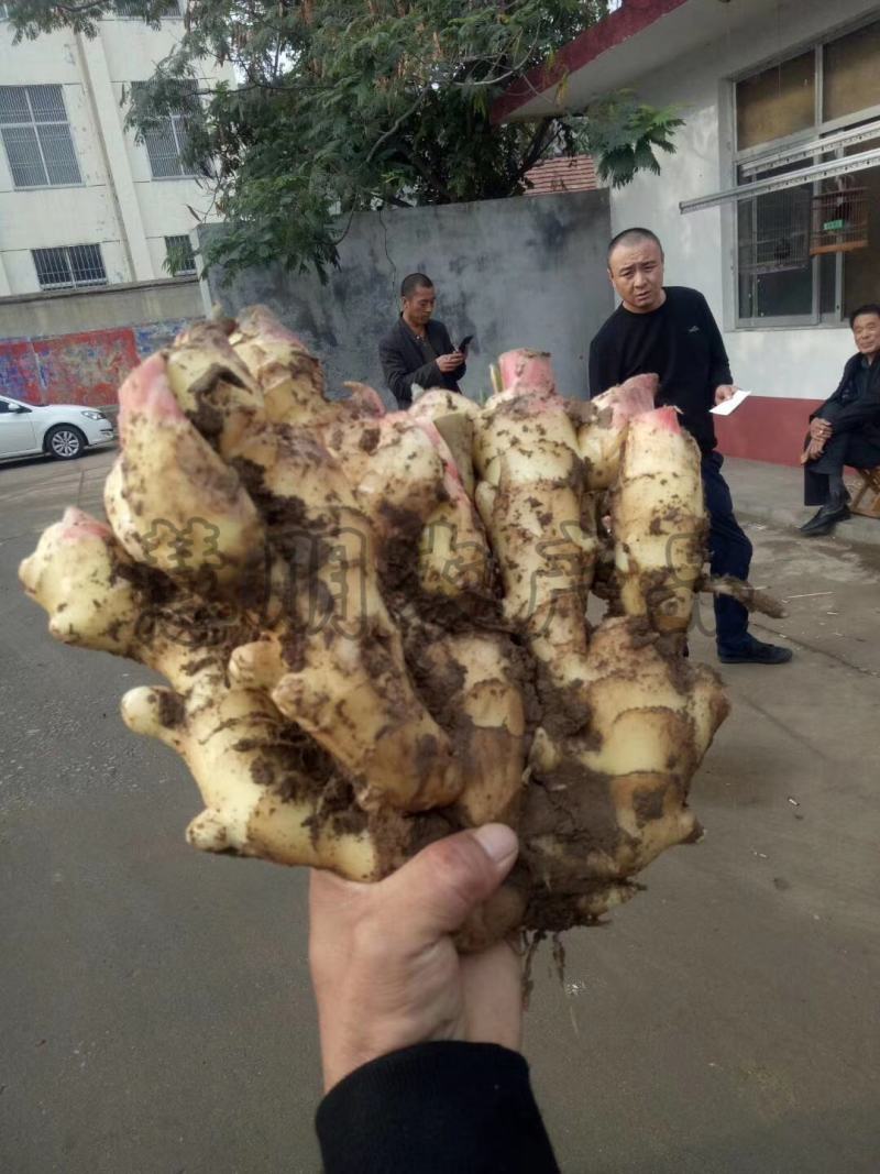 【优选】山东生姜供应大黄姜批发产地新姜鲜姜窖藏储存