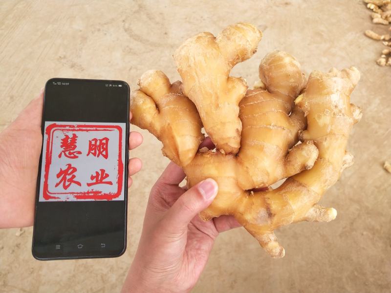 【优选】山东生姜供应大黄姜批发产地新姜鲜姜窖藏储存