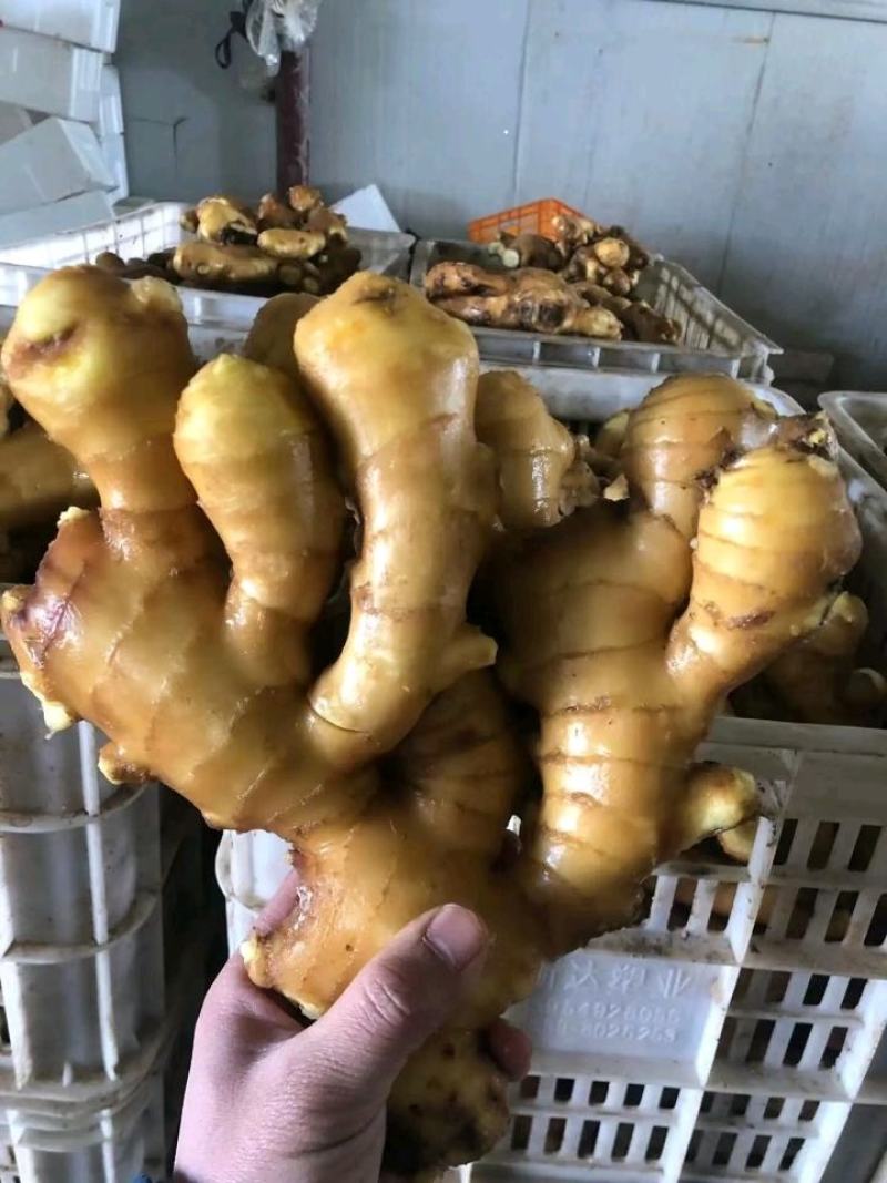 【优选】山东生姜供应大黄姜批发产地新姜鲜姜窖藏储存
