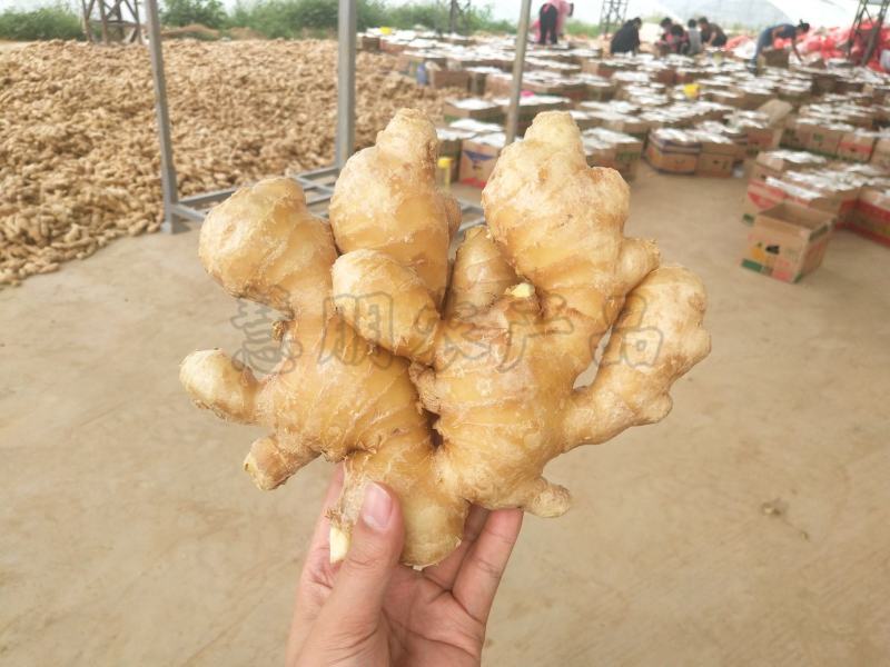 【优选】山东生姜供应大黄姜批发产地新姜鲜姜窖藏储存