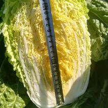精品黄心白菜，3--5斤单颗种四斤左右高度二十三厘米左右