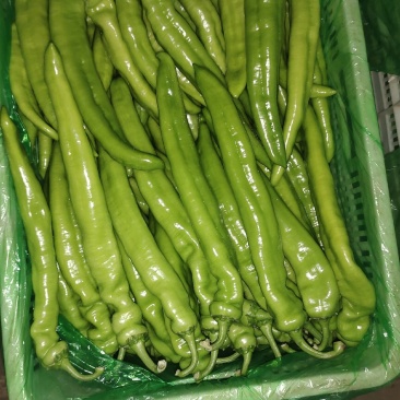 黄皮尖椒
