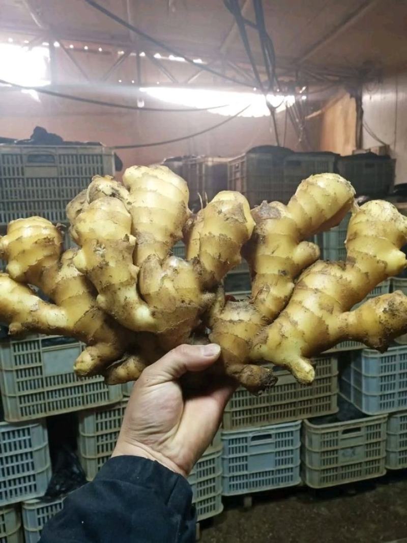 【推荐】山东生姜产地正宗窖藏大黄姜供应新姜鲜姜批发