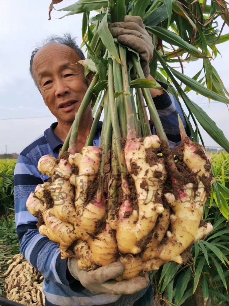【推荐】山东生姜产地正宗窖藏大黄姜供应新姜鲜姜批发