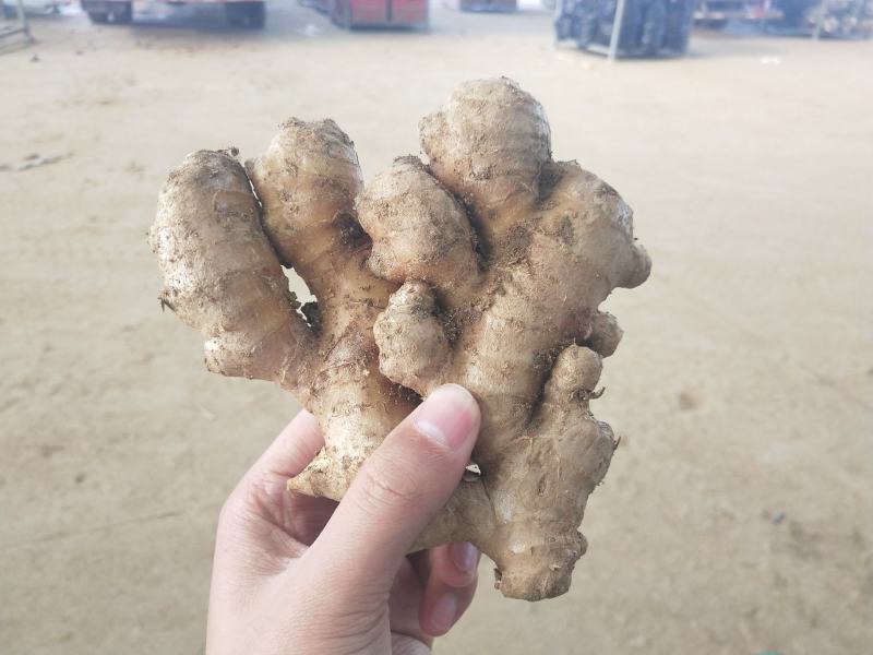 【推荐】山东生姜产地正宗窖藏大黄姜供应新姜鲜姜批发
