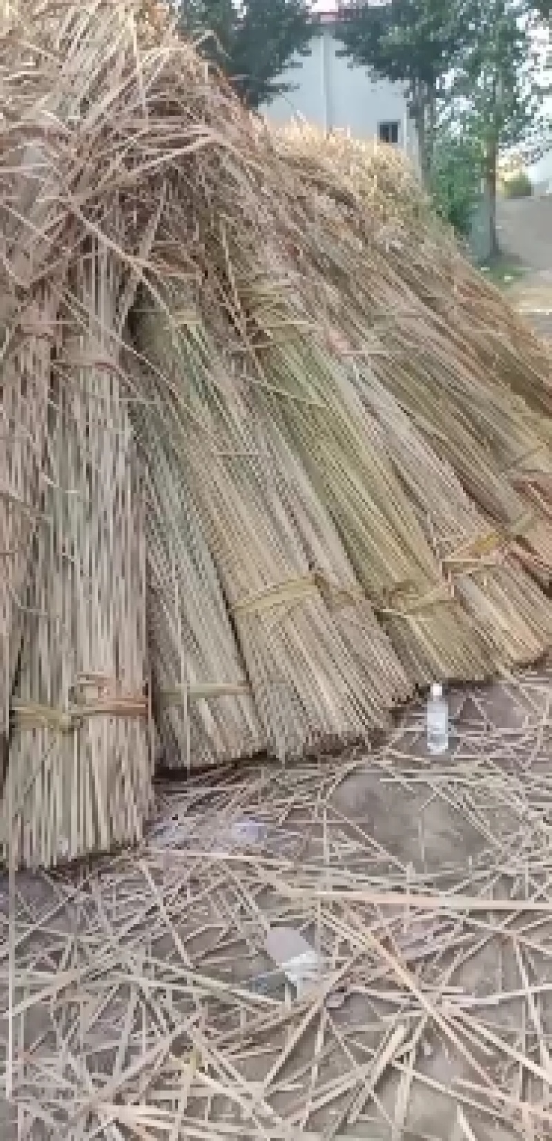干蒲草，湿蒲草，蒲根，象牙菜