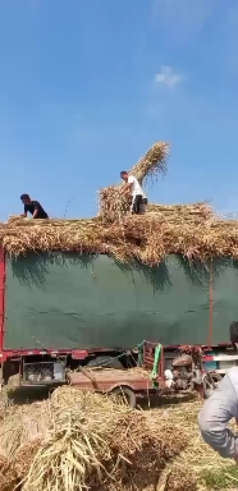 干蒲草，湿蒲草，蒲根，象牙菜