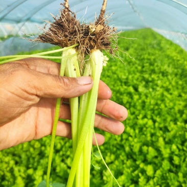 芹菜大量上市挖根割根的量大质量好价格合适