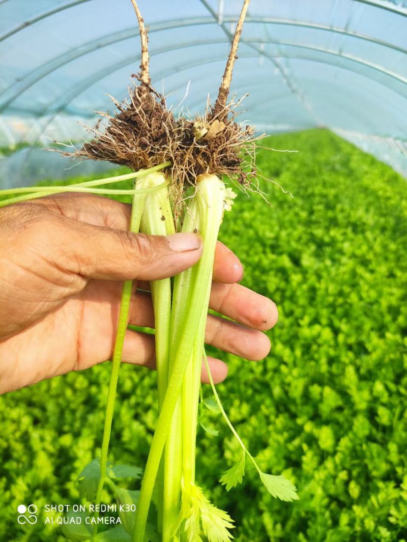 芹菜大量上市挖根割根的量大质量好价格合适