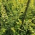 金叶榆小苗,河北金叶榆苗,新疆金叶榆小苗,甘肃金叶榆小苗