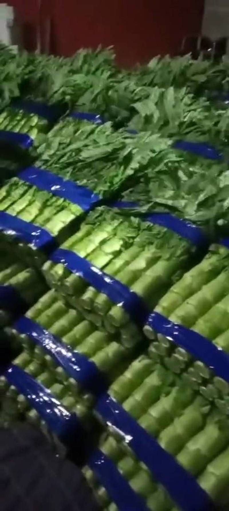 红叶香莴苣-基地直供-视频看货-量大从优。