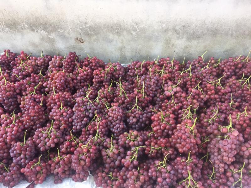 高原红提葡萄颗粒有大有红
