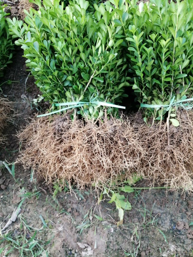 瓜子黄杨小苗（高山）（适合，苗圃，营养钛专用）