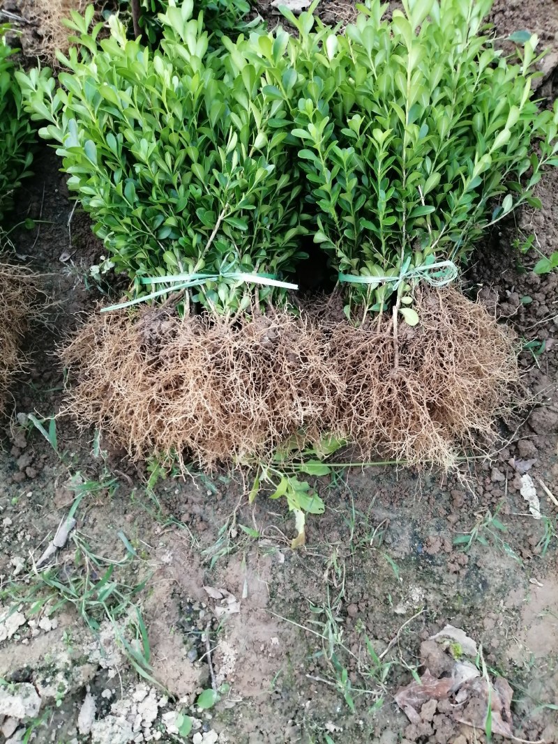 瓜子黄杨小苗（高山）（适合，苗圃，营养钛专用）