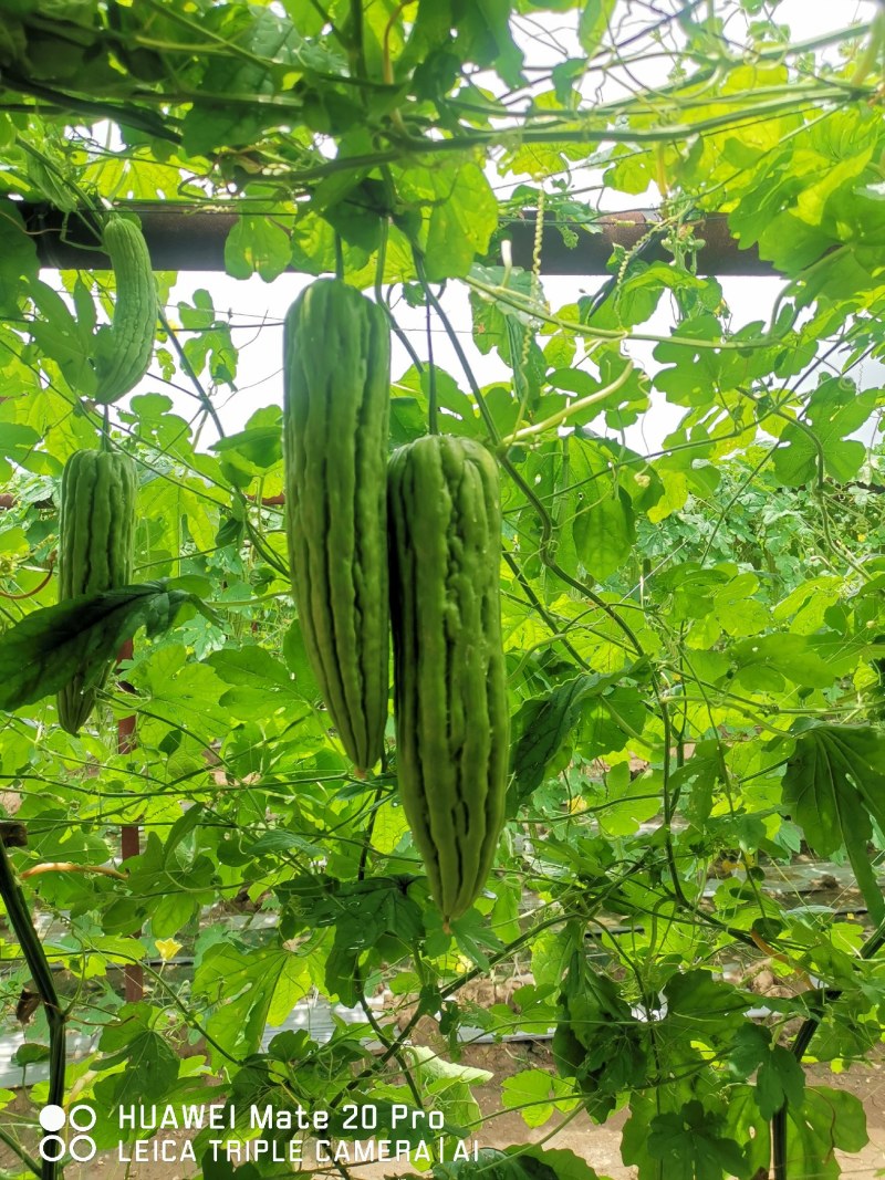 瓜多多苦瓜油量顺直长势旺盛质量保证，厂家发货