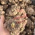 马蹄莲种球带芽彩马蹄莲盆栽绿植花卉阳台内室