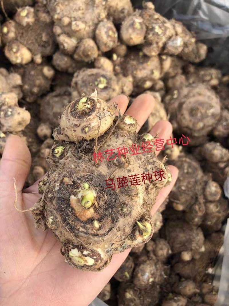 马蹄莲种球带芽彩马蹄莲盆栽绿植花卉阳台内室