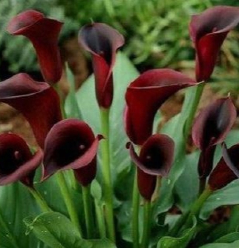 马蹄莲种球带芽彩马蹄莲盆栽绿植花卉阳台内室