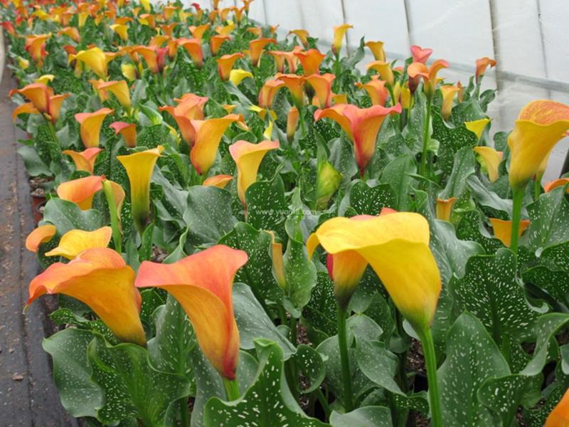 马蹄莲种球带芽彩马蹄莲盆栽绿植花卉阳台内室