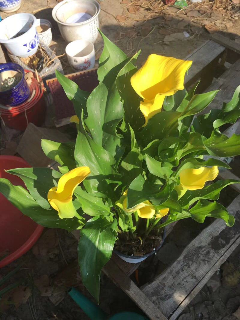 马蹄莲种球带芽彩马蹄莲盆栽绿植花卉阳台内室