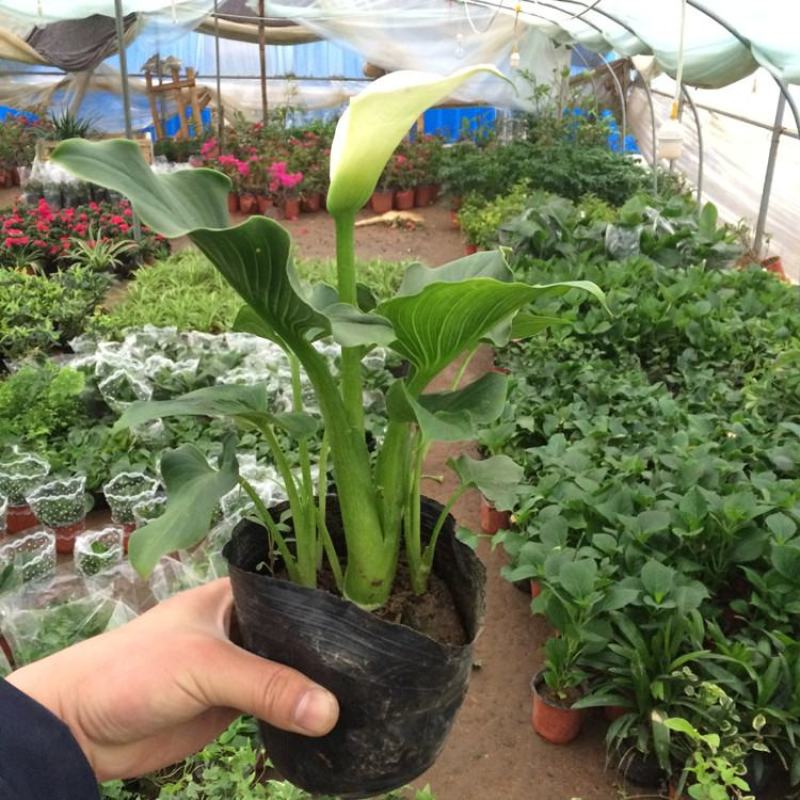 马蹄莲种球带芽彩马蹄莲盆栽绿植花卉阳台内室