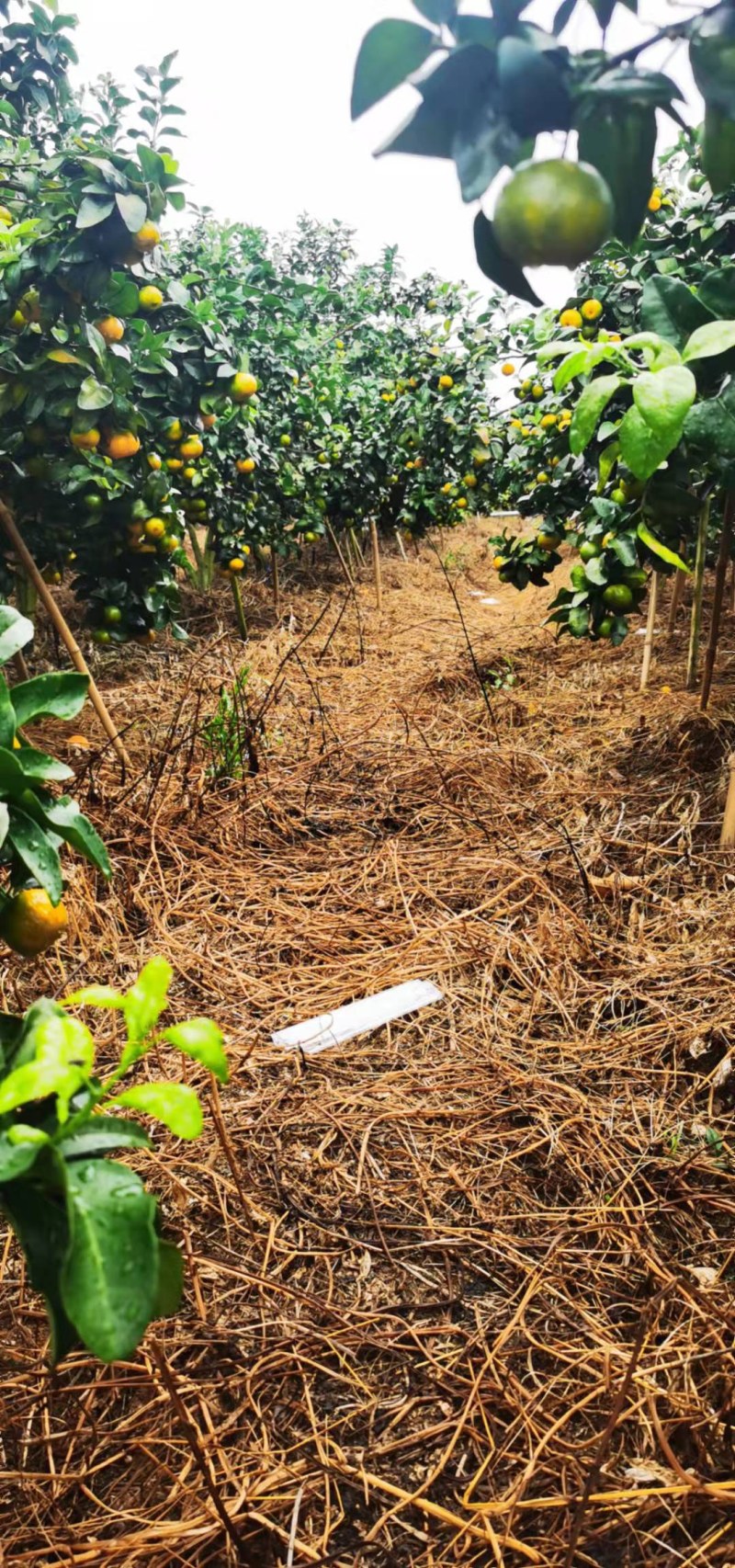 [牛商精选]广西金秋砂糖橘大量转色上市，起沙口感好
