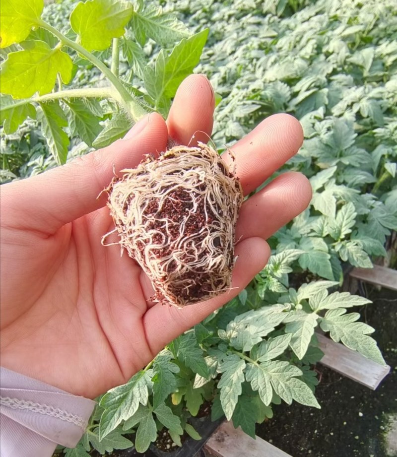 釜山88圣女果苗原包装釜山88小番茄苗红皮樱桃番茄苗
