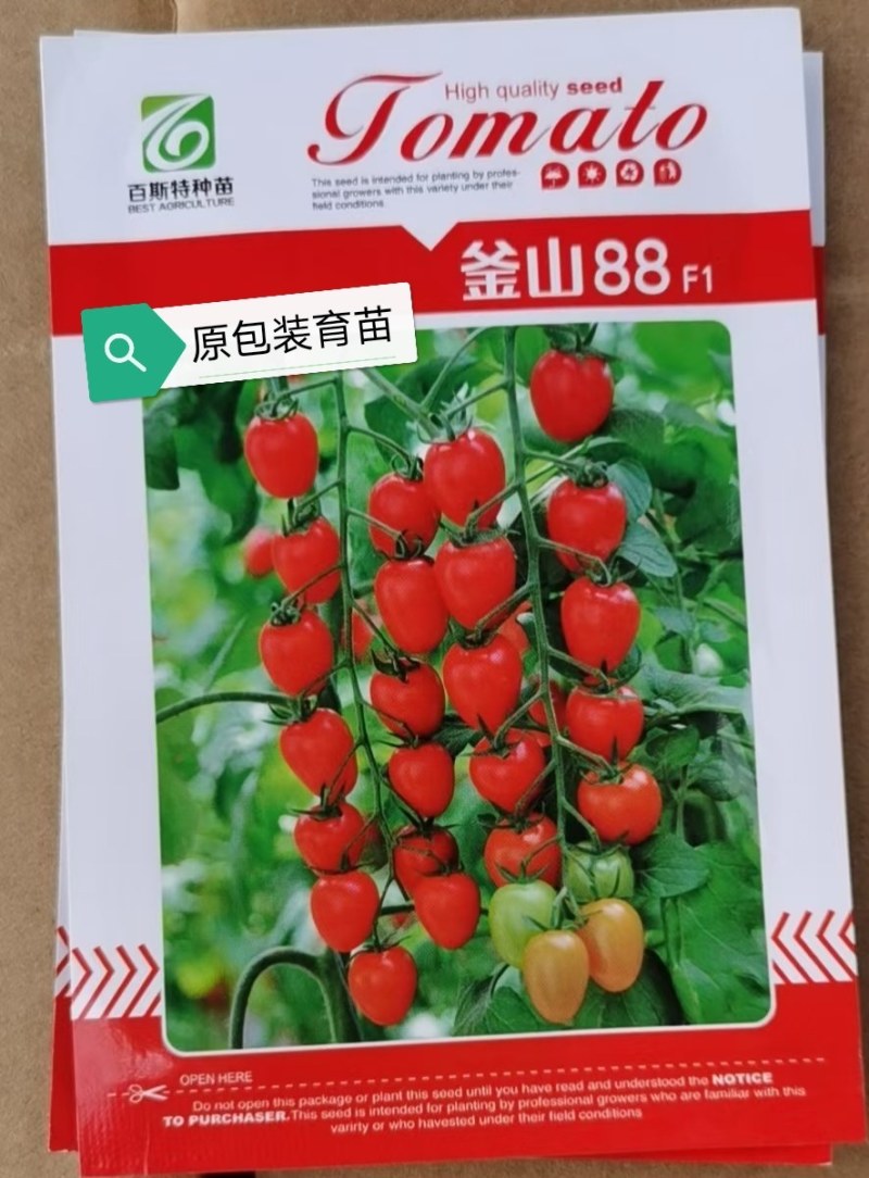 釜山88圣女果苗原包装釜山88小番茄苗红皮樱桃番茄苗