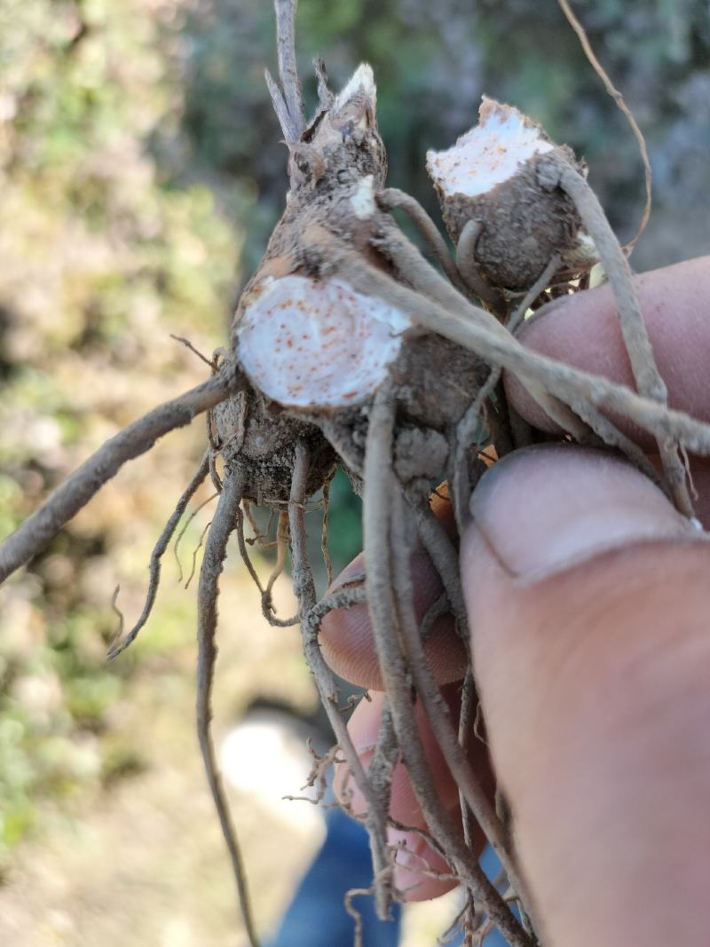 北苍术朱砂点当年苗，人工除草无药害残留成活率高抗病能力强