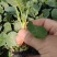 西蓝花，耐寒优秀、炎秀西蓝花苗。一手货源可提前预订