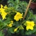 紫蝉花盆栽苗阳台庭院花朵鲜艳净化空气植物四季开花金蝉黄蝉