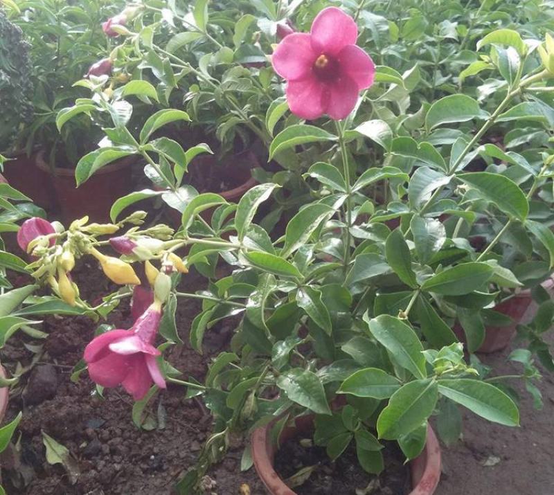 紫蝉花盆栽苗阳台庭院花朵鲜艳净化空气植物四季开花金蝉黄蝉